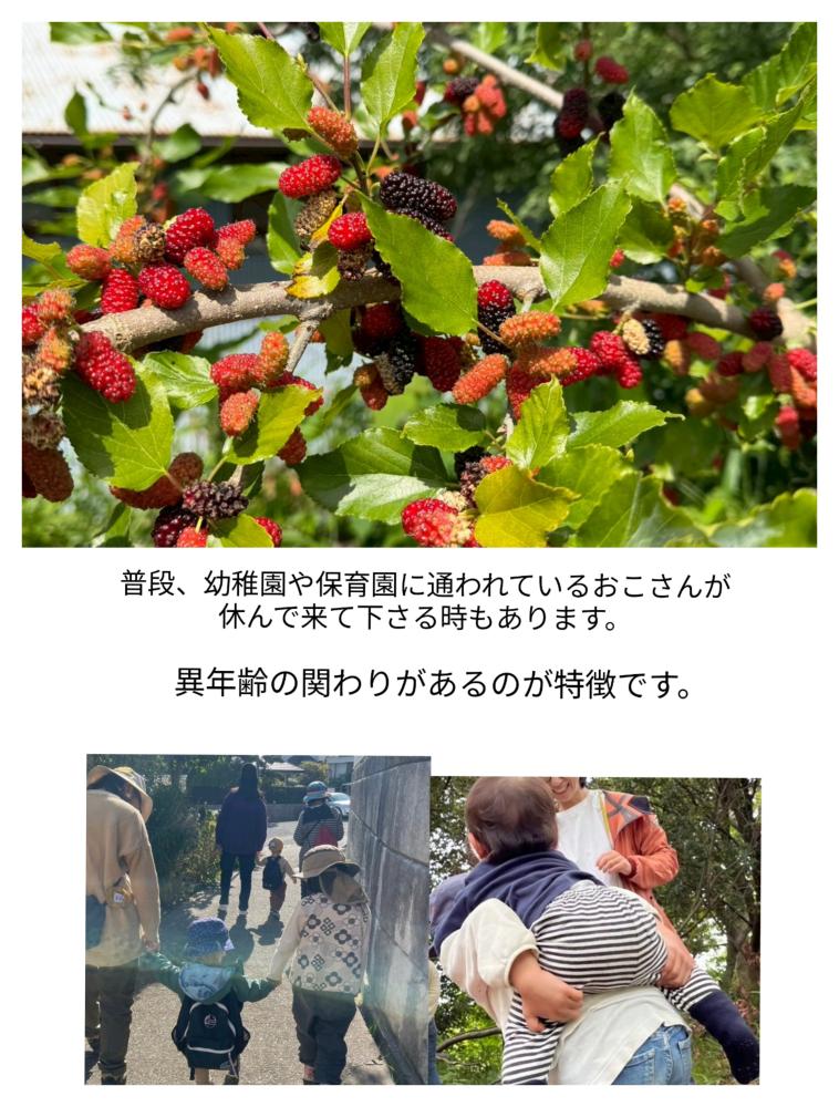 「イベント募集」アロマの虫除けスプレー作り＆桑の実の収獲