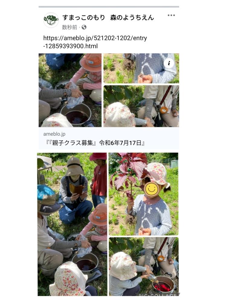 無農薬の赤紫蘇を収穫して紫蘇ジュース作り＆小児鍼