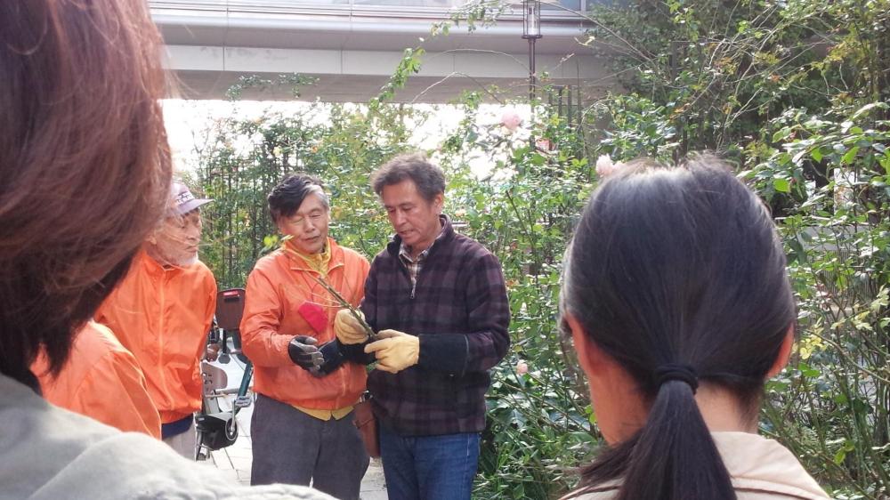 ローズガーデンの清掃などのボランティア募集！