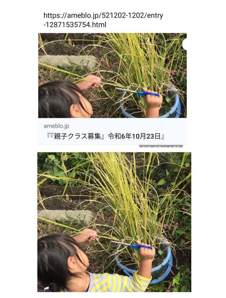 『イベント募集』バケツ稲の稲刈り＆モロヘイヤの収穫