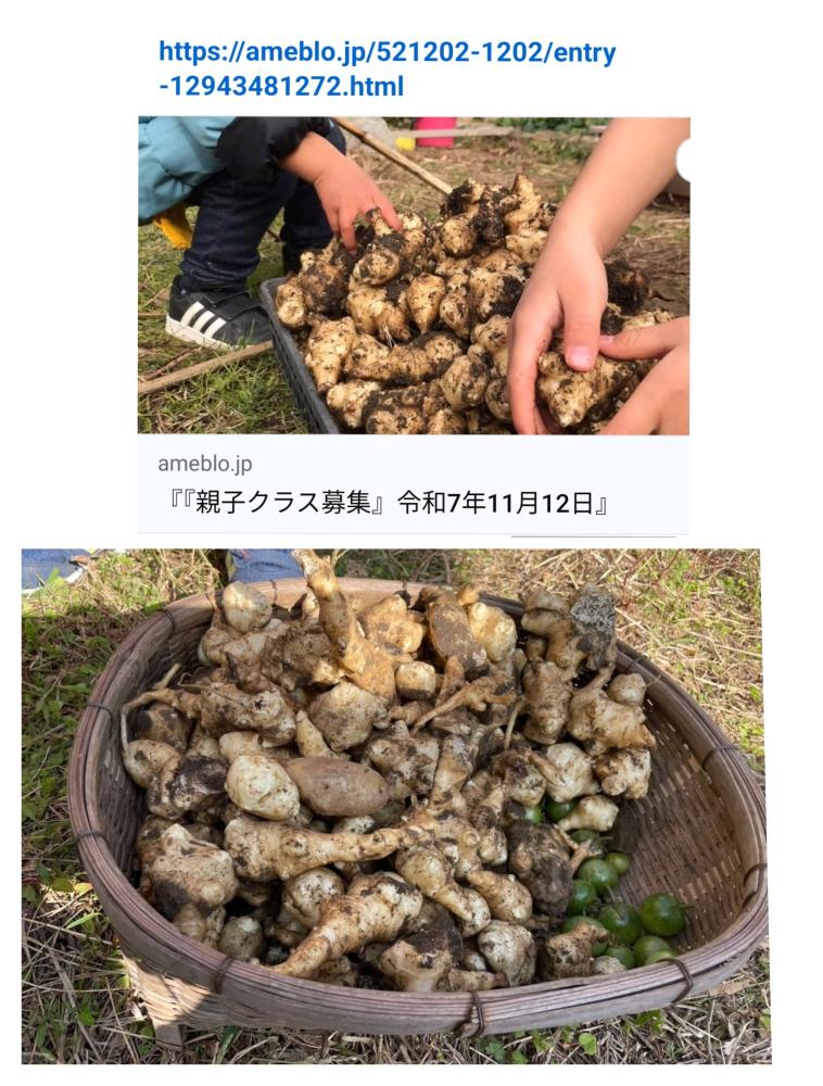 「イベント募集」菊芋の収獲