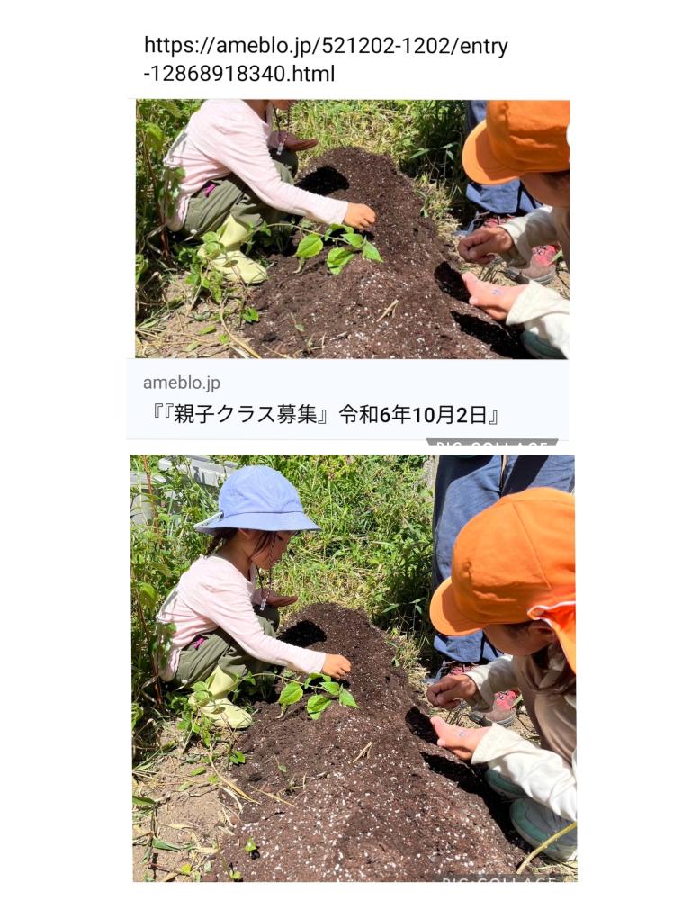 『イベント募集』無農薬の大根の種まき＆モロヘイヤの収穫