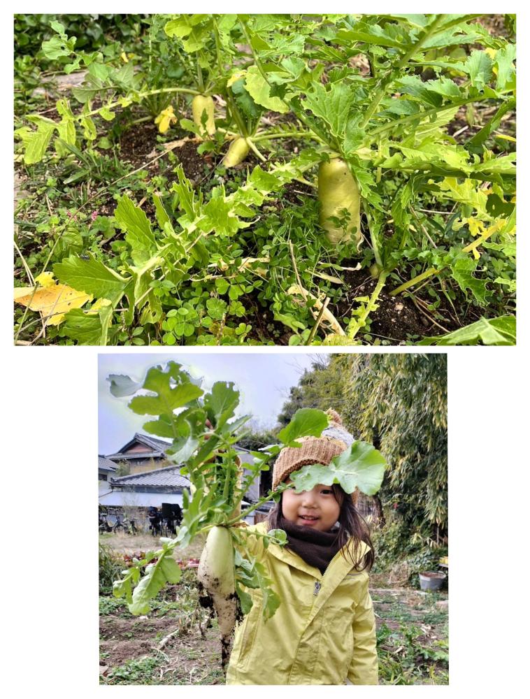 「イベント募集」無農薬の大根の収穫＆切り干し大根作り