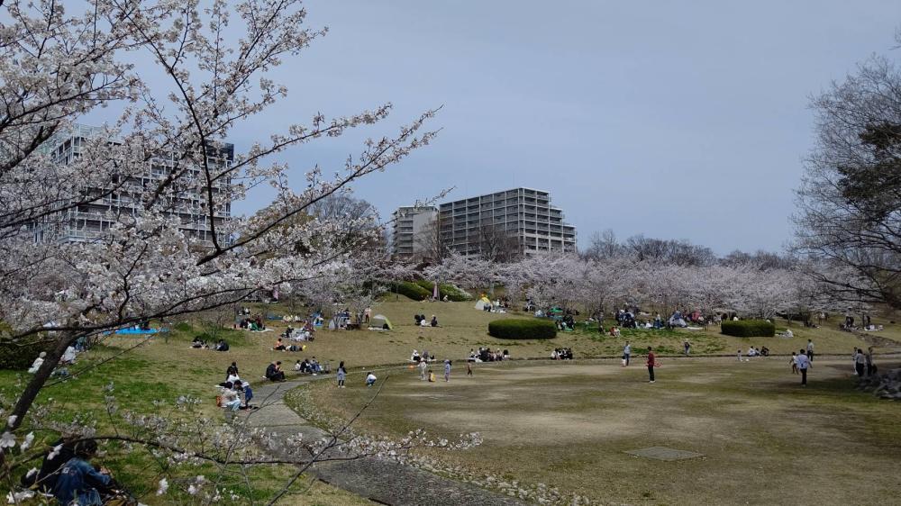 西神中央　桜まつり　設営・運営・撤収のボランティア募集