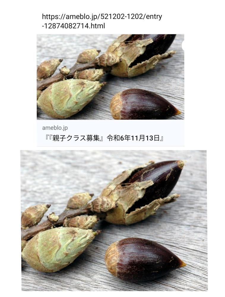 『イベント募集』どんぐりを食べてみよう