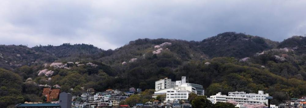 岡本（ほくら～ととや）桜回廊づくりプロジェクト　「第10回岡本桜回廊を巡るお花見ハイク」