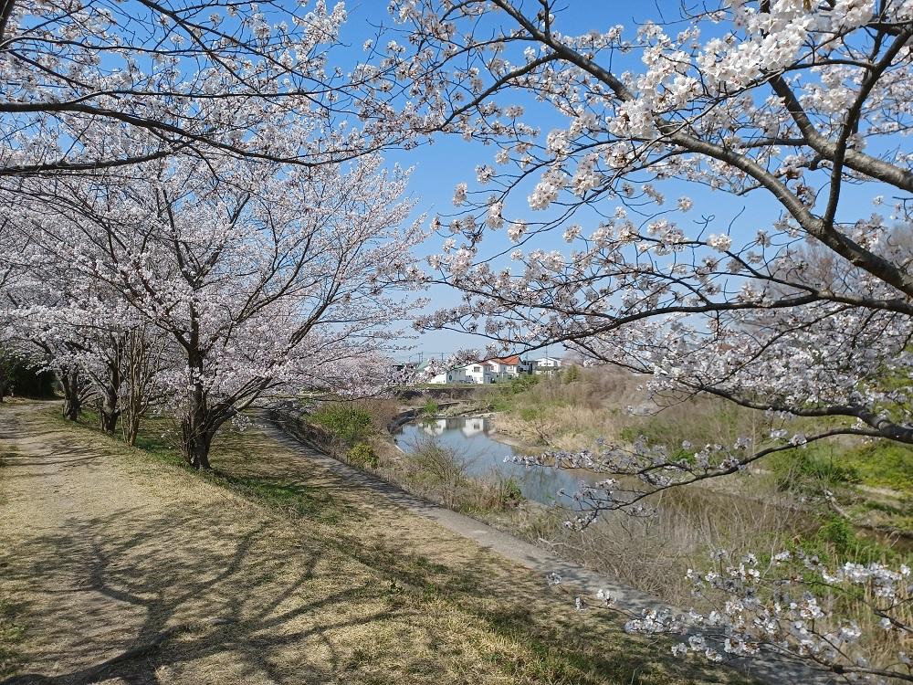 【西区伊川谷町】伊川千本桜を見守るサポートスタッフ募集！