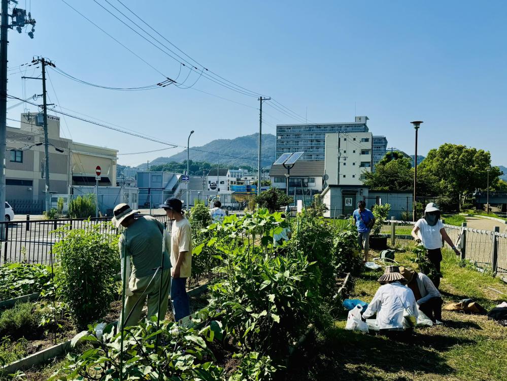 コミュニティ畑 (ウジャマー菜園) のオープン活動