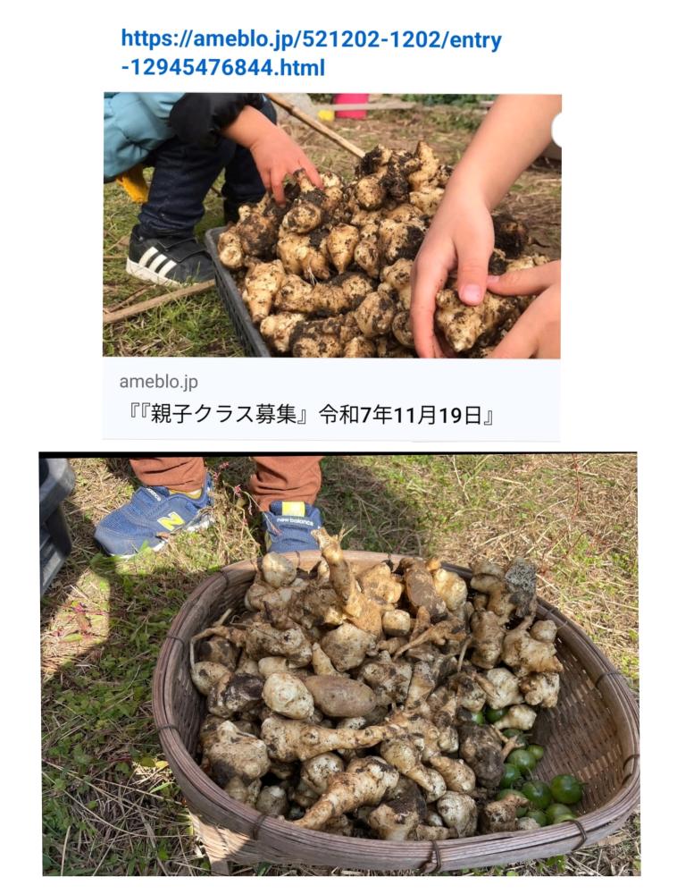 「イベント募集」菊芋の収獲