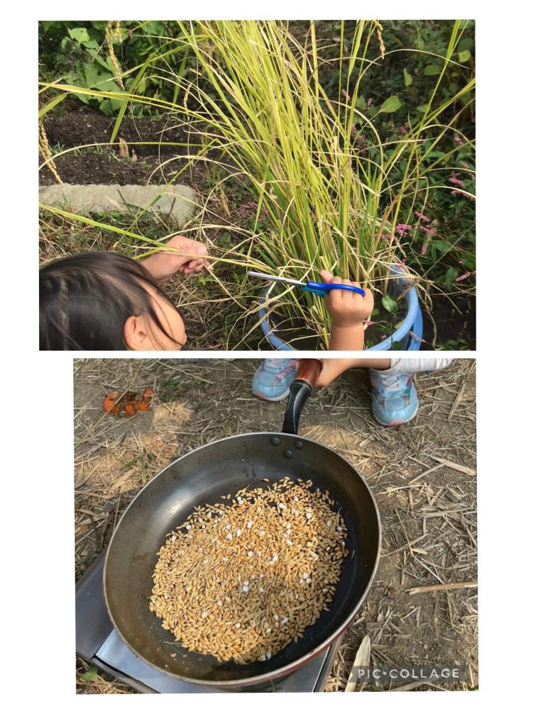 「イベント募集」バケツ稲の稲刈り＆ポップライス作り